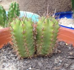 T. peruvianus 'Icaro'