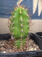 T. peruvianus 'Sierra Blue' x T. bridgesii 'SS02'