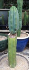 T. bridgesii 'Ben'