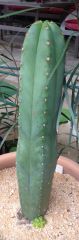 Trichocereus sp. 'Lance'