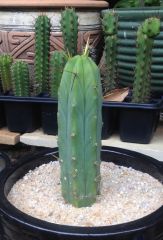 T. bridgesii 'Con'