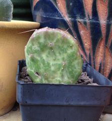 Opuntia sp. 'Varigate'