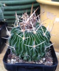 Stenocactus sp.