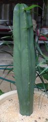 T. scopulicola