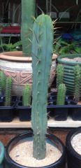 T. bridgesii 'Hans'