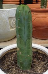 T. bridgesii 'Glenrowan'