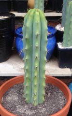 T. bridgesii 'Oti'