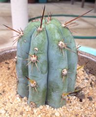 T. peruvianus 'Len'