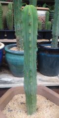 T. bridgesii 'Eileen'