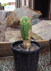 T. pachanoi hybrid