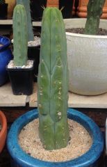 T. bridgesii 'Melted Wax'