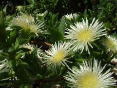 Sceletium toruosum