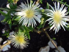 Sceletium tortuosum