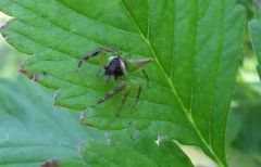 JumpingSpider1