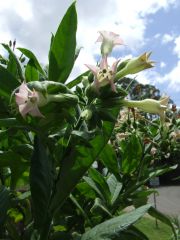 Nicotiana tomentosiformis