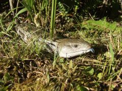 bluetongue