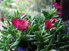 Delosperma sp