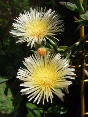 Sceletium varians