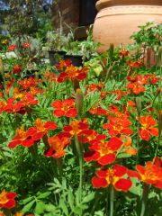 Tagetes