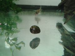 Neritina natalensis #1