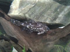 Agamyxis pectinifrons - Tank