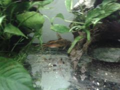 Synodontis flavitaeniatus 2 - Choco Borst