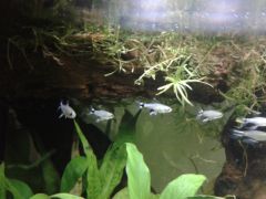 Nematocharax venustus (12) - The Higher Flyers