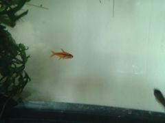 Hyphessobrycon amandae x16 - The Hundred Years