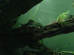 Hemiancistrus sp.  L128 Blue Phantom Plec - Midnight Bloopl