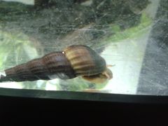 Tylomelania spp. #2