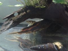 Synodontis flavitaeniatus#3  (Boulenger, 1919) Choco Cat