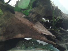 Hemiancistrus sp.  L128 Blue Phantom Plec - Midnight Bloopl