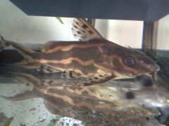 Synodontis flavitaeniatus 1 - Choco Svorgel