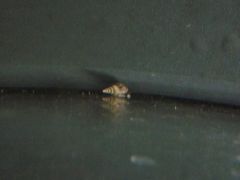 Melanoides tuberculata