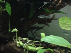 Nematocharax venustus , Jequitinhonha River basin Brazil