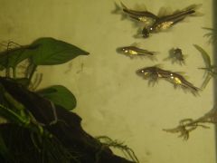 Corydoras pygmaeus x13 - The Phaalen