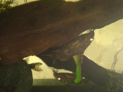 Synodontis nigriventris x6 - The six o'clock horsemen