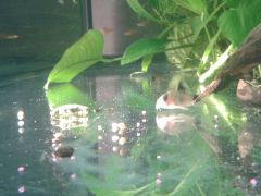 Corydoras panda x4 - The Undefeatable Army