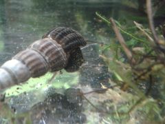 Tylomelania patriarchalis