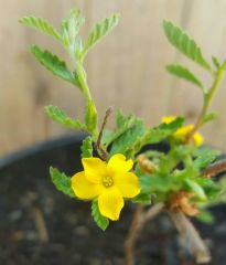 Happy little flower :)