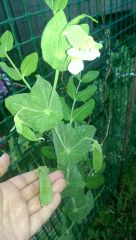 NOT morning glory ACTUALLY snow pea