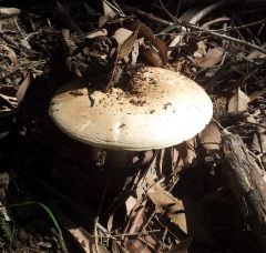 unknown mushroom ?