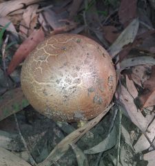 unknown mushroom ?