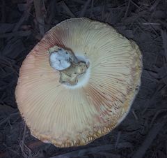 unknown mushroom ?