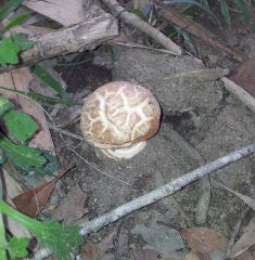 unknown mushroom ?