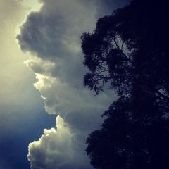 cloud imitates tree