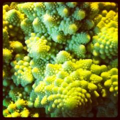 fractal veg