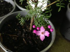 Boronia sa frolifera "se aside stars"