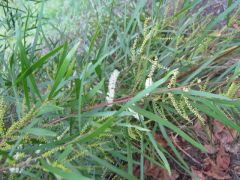 Suspected acacia longissima in habitat