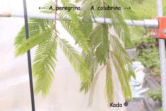 kadas.garden.Anadenanthera